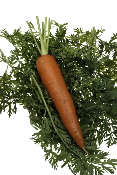 Cenoura orgânica em verdes — Fotografia de Stock