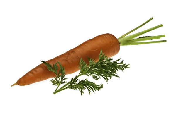 Одномісний морква з листя Стокове Зображення
