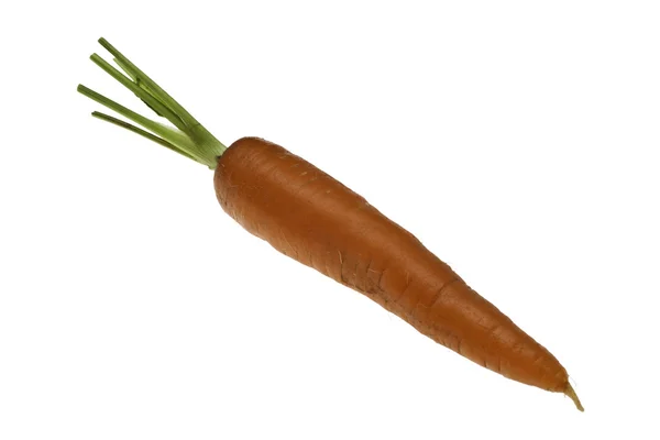 Zanahoria orgánica SIngle Imagen De Stock