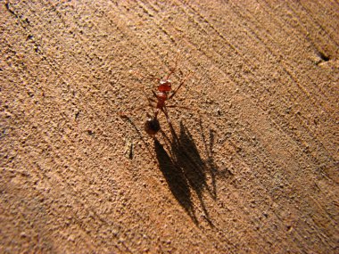 Kırmızı karınca