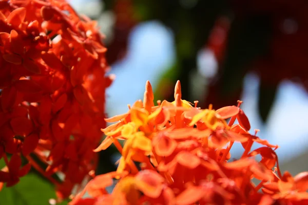 Tropické květiny — Stock fotografie