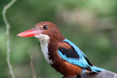 Beyaz boğazlı kruvaze kingfisher