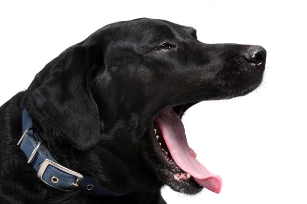 Уставшая лабрадорская собака — стоковое фото