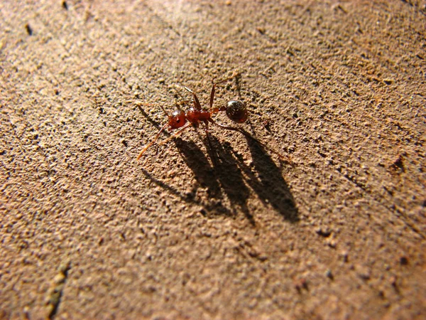 Hormiga roja —  Fotos de Stock