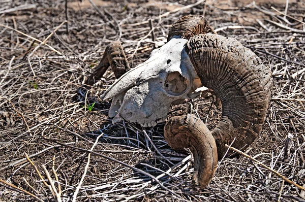 stock image Ram Skull