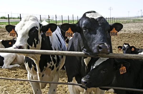 Las vacas en el corral esperan su destino. — Foto de Stock