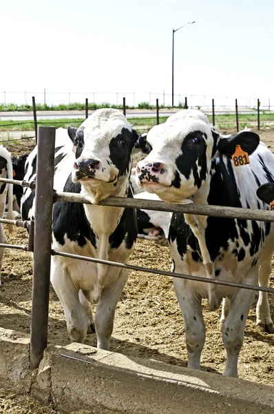 两个年轻公牛在科罗拉多州饲养场笔. — 图库照片