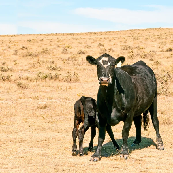 Vaca de gama negra con ternera — Foto de Stock