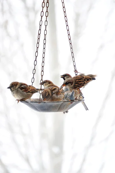 stock image Sparrows Meeting At The Bird Feeder