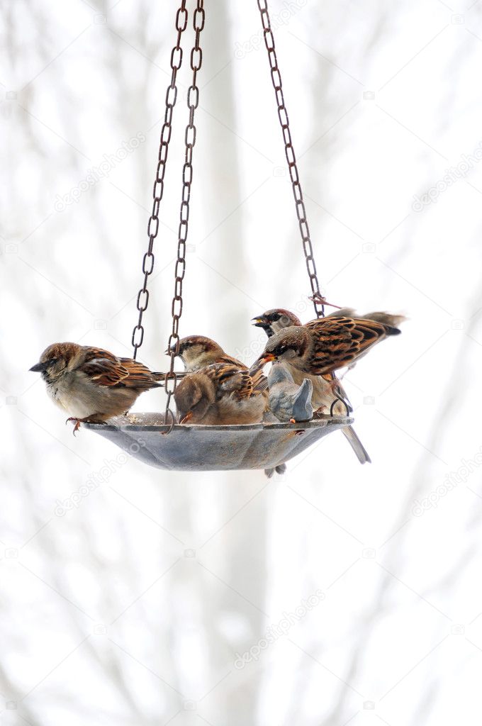Sparrows Meeting At The Bird Feeder