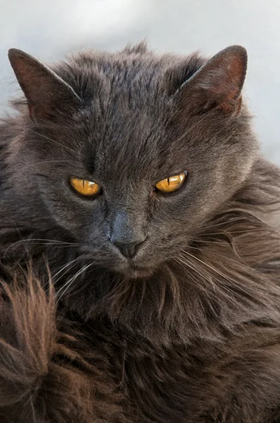 stock image Gray Cat With Attitude