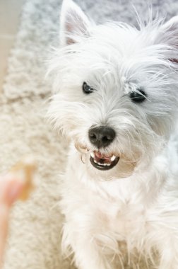 Batı Highland Beyaz Teriyeri