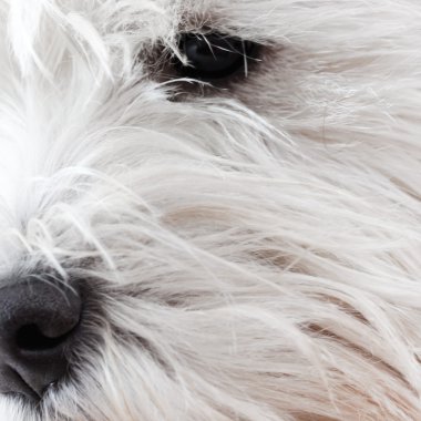 Batı highland terrier