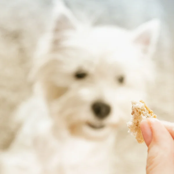 stock image West highland white terrier