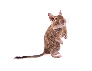 Young degu isolated clipart