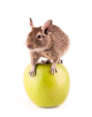 Young degu on the apple clipart
