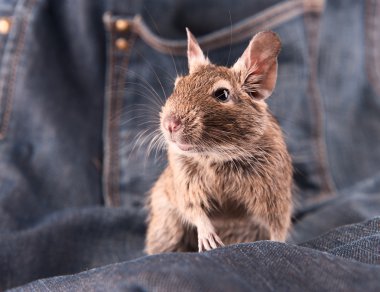 Degu on the jeans clipart