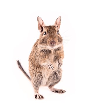 izole degu