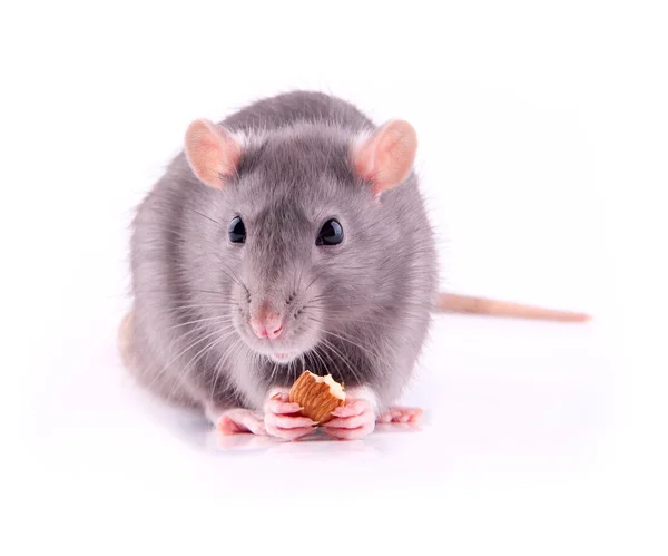Rat eten van amandelen — Stockfoto