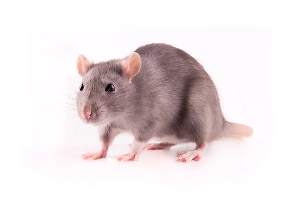 Крыса изолирована — стоковое фото