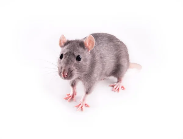 Rat isolated Stock Image