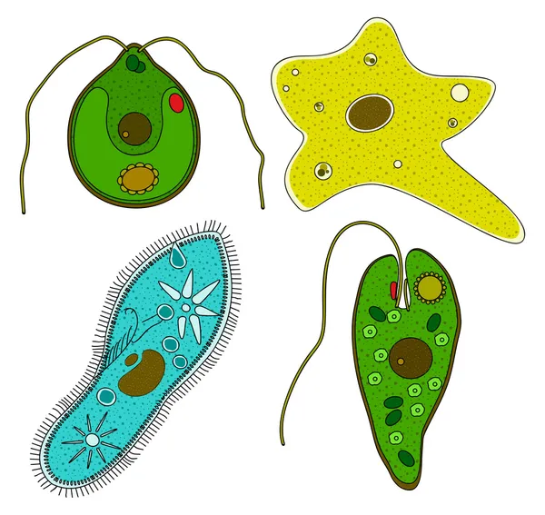 Protozoaires — Image vectorielle