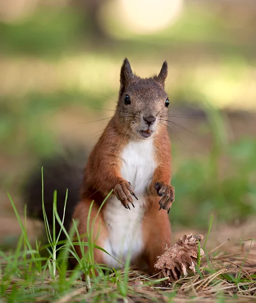 Écureuil rouge — Photo