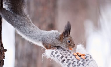 Squirrel feeding clipart