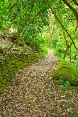 Path Through Lush Green Trees clipart