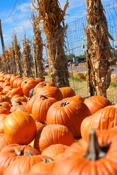 Patch de citrouille avec tiges de maïs — Photo