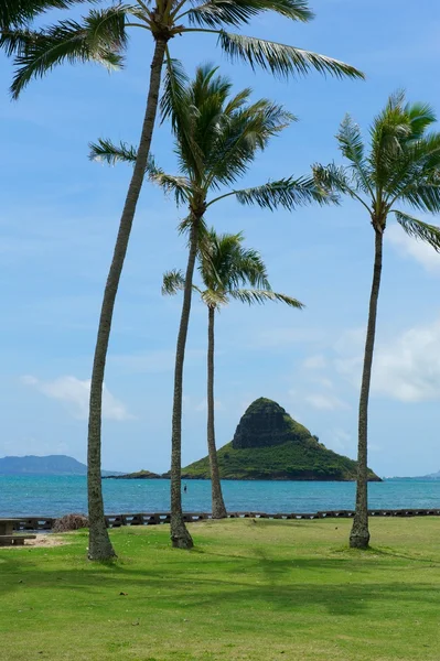 Palmy a oceánu u pobřeží oahu, hawaii — Stock fotografie