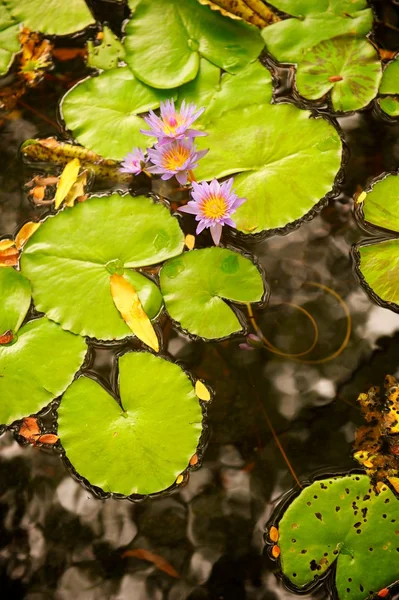 stock image Lilly Pads and Flower in Pond