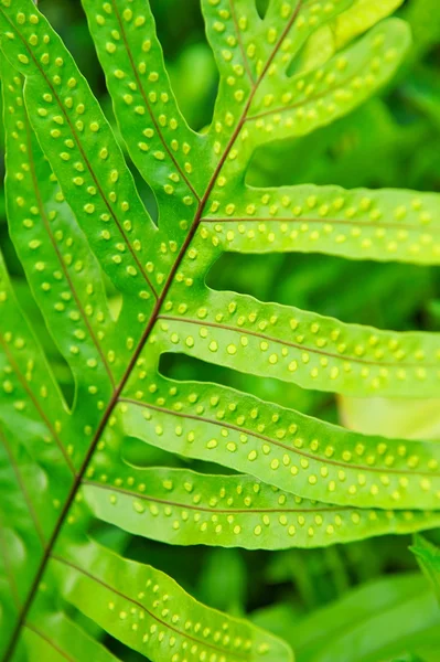 stock image Spotted Hawaiian Leaf