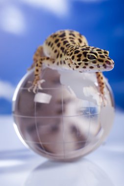 Gecko Globe