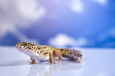 Mavi gökyüzü arka planda Gecko