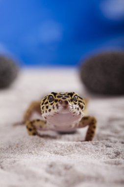 Gecko sürüngen, kertenkele