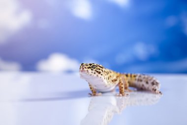 Mavi gökyüzü arka planda Gecko