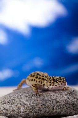 Mavi gökyüzü arka planda Gecko