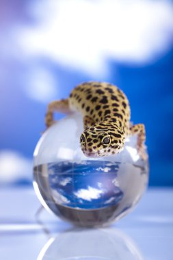 yerkürenin gecko