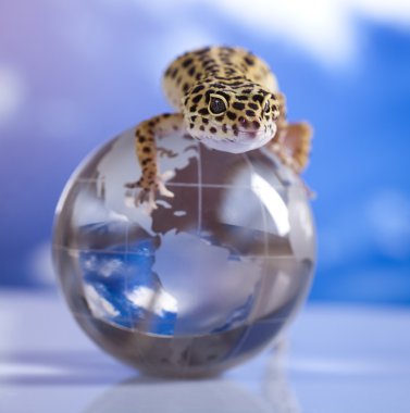 Globe in gecko clipart