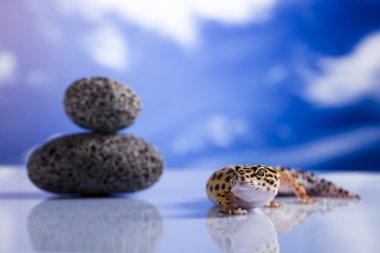 Leopard gecko clipart