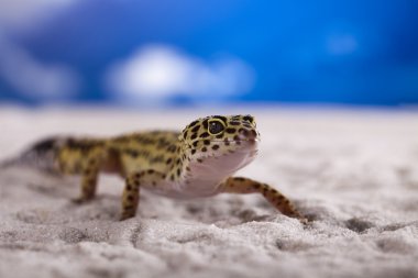 Gecko sürüngen, kertenkele
