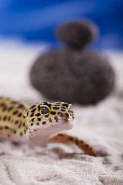 küçük gecko sürüngen kertenkele