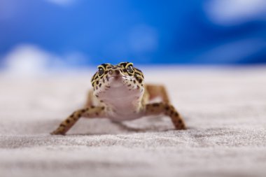 Gecko sürüngen, kertenkele