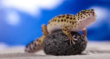 küçük gecko sürüngen kertenkele