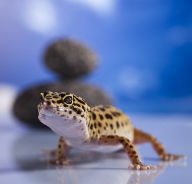 Gecko