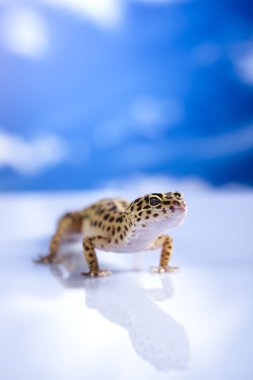 Gecko