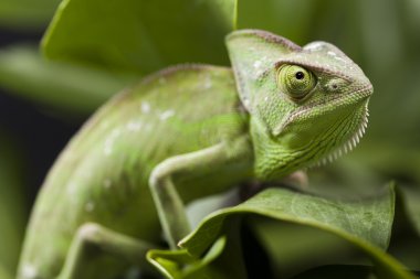 Chameleon on the leaf clipart