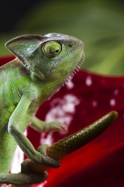 Chameleon and flower clipart