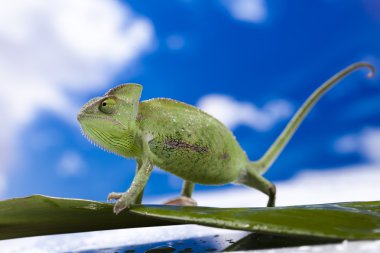 Chameleon on the blue sky clipart
